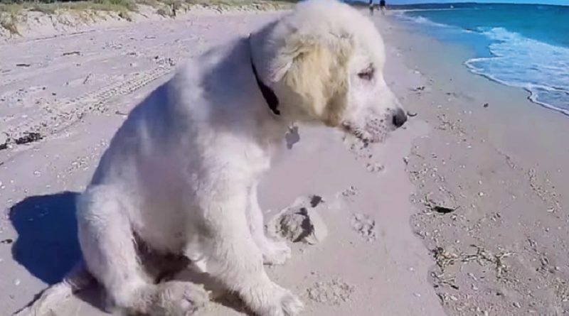 Pouting Puppy Barks at Ocean