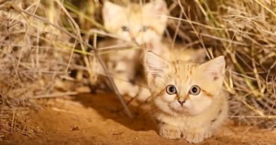 adorable sand kittens