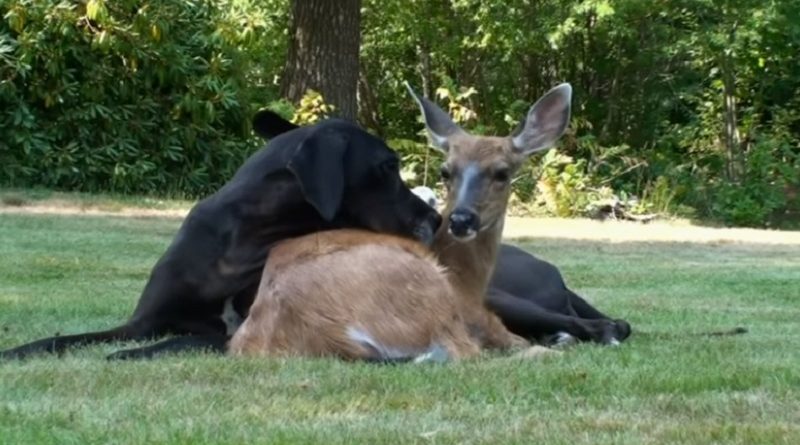 Baby Deer