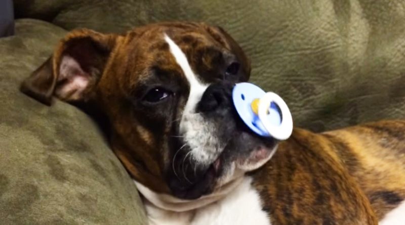 boxer puppy