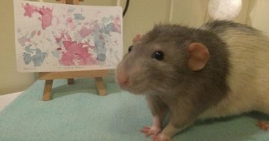 Talented Rat