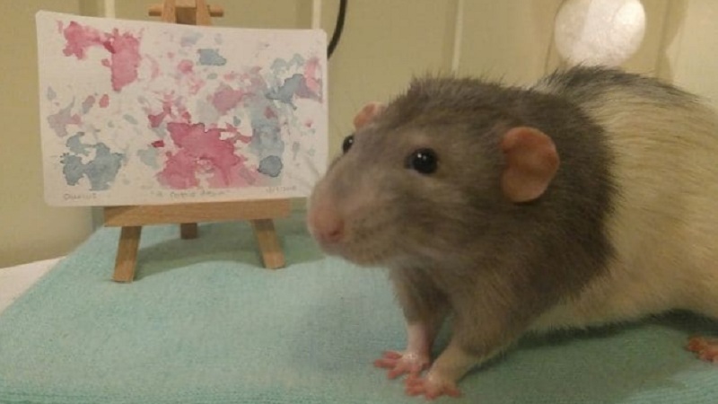 Talented Rat