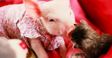 Rescue Piglet Befriends Orphaned Kitten And It’s The Sweetest Thing Ever (VIDEO)