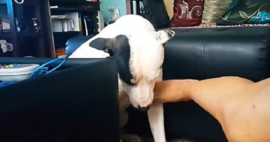 Adorable Dog Begs