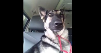 A Dog Hears His New Favorite Song