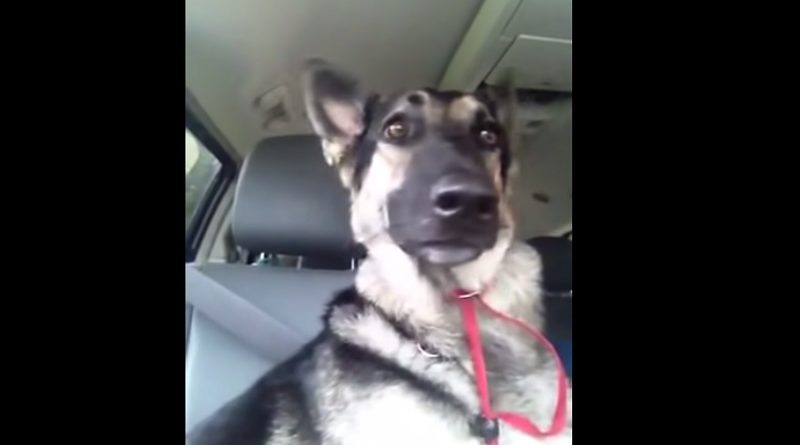 A Dog Hears His New Favorite Song