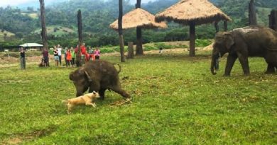 baby elephant