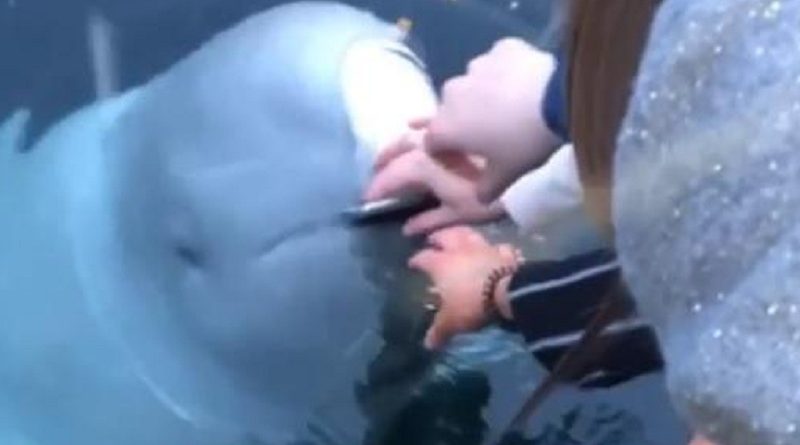 friendly beluga whale