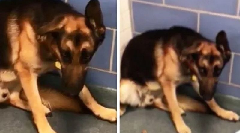 Heartbreaking moment German Shepherd