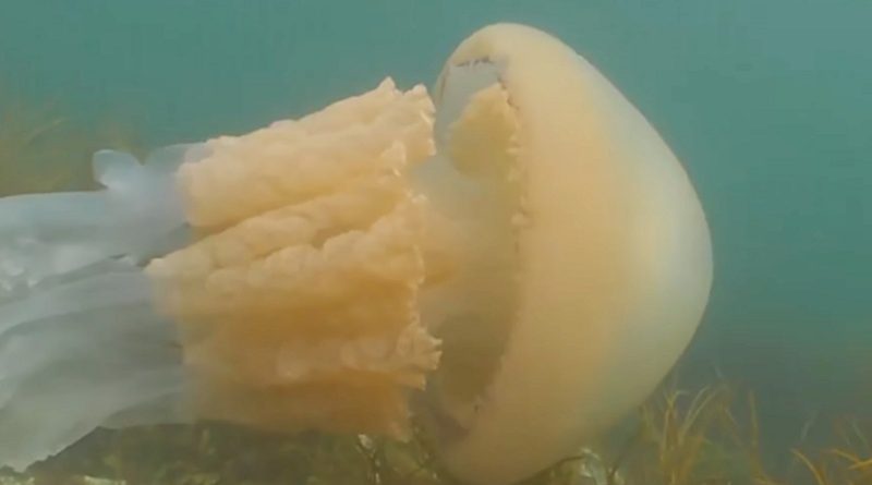 Giant Jellyfish