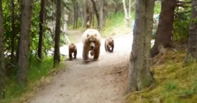 Grizzly Mom and Cubs Surprise Hiker As He Captures Harrowing Footage of The Event (VIDEO)