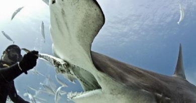 Hammerhead Shark Eats