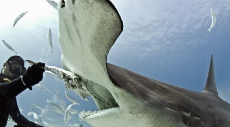 Hammerhead Shark Eats