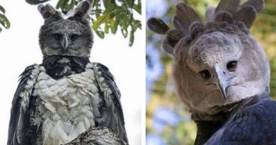 harpy eagle