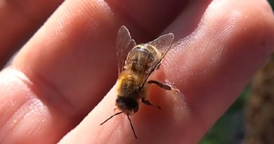 Do Honeybees Have To Die When They Sting You? (VIDEO)