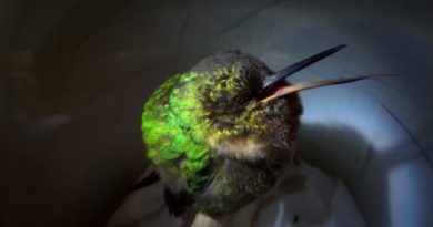 Tiny Sleeping Hummingbird Snoring