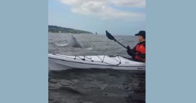 Whale surprises kayakers