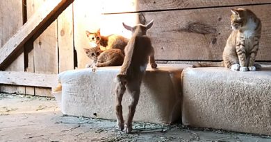 Adorable Friendship Blooms Between Newborn Goat and Three Barn Kittens (VIDEO)