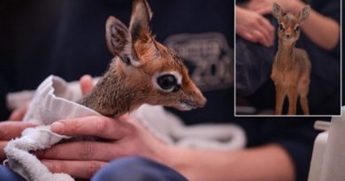 Orphaned Baby Antelope