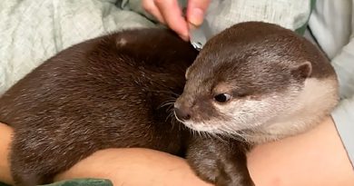 adorable otter