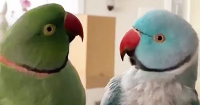 Affectionate Parrots