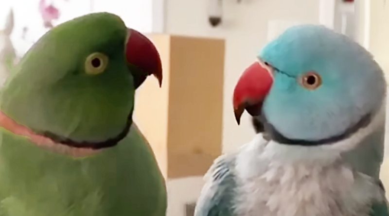 Affectionate Parrots