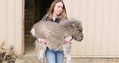 Mini Dwarf Pony Gets The Chance to Run Wild Thanks To Special Braces (VIDEO)