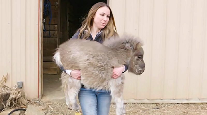 mini dwarf pony