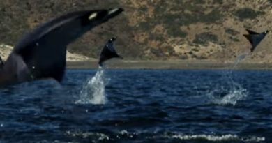 Mobula Rays