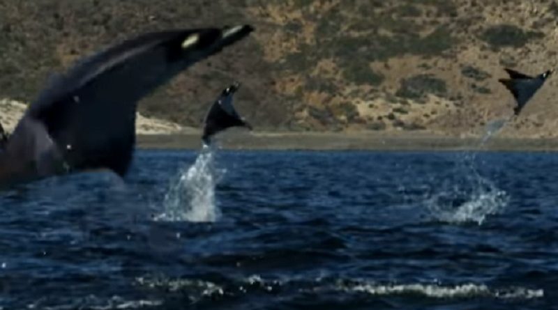 Mobula Rays