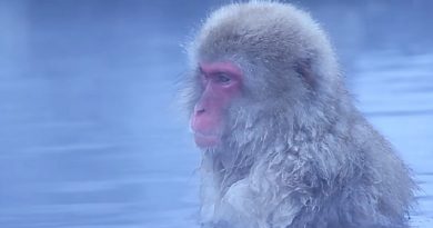 snow monkeys