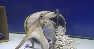 upset octopus