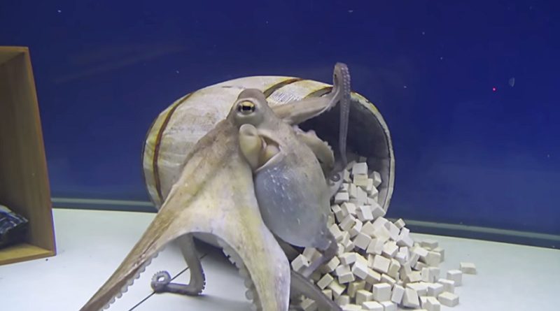 upset octopus