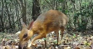 vietnamese mouse-deer