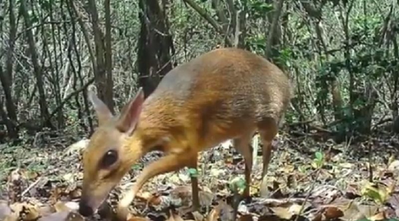 vietnamese mouse-deer