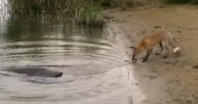 CATFISH VS FOX