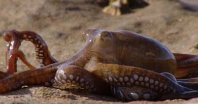 Extraordinary Octopus