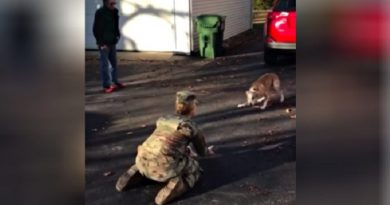 Nervous Dog Slowly Recognizes