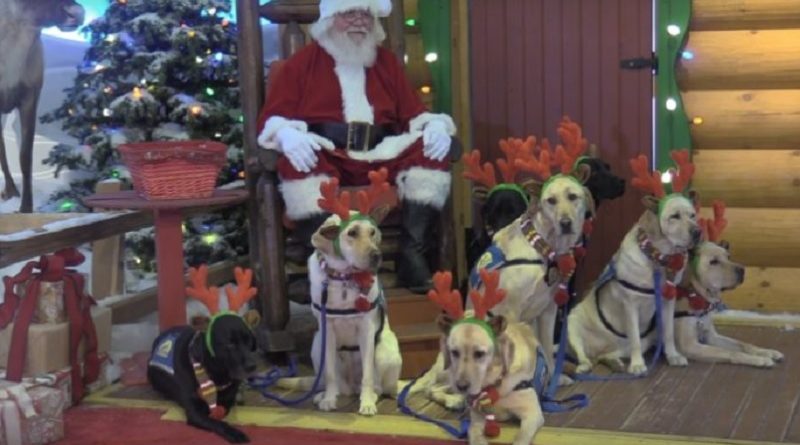 Very Good Dogs Pose With Santa