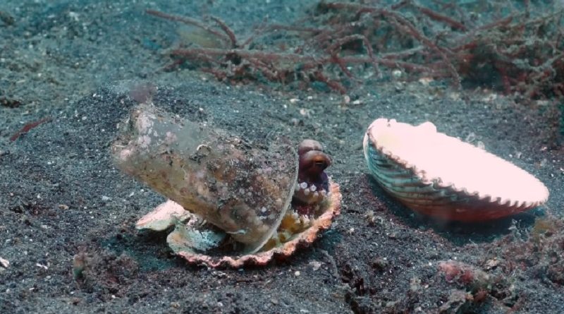 Coconut Octopus