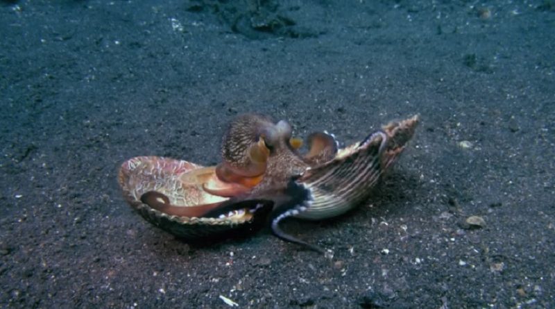 A Coconut Octopus