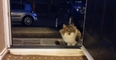 Stray Cat Following and Begging to be let inside a house had a very good reason (VIDEO)