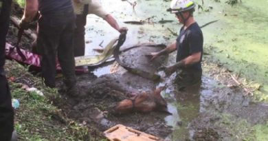 Firefighters Rescue 25-Year-Old Distressed Horse