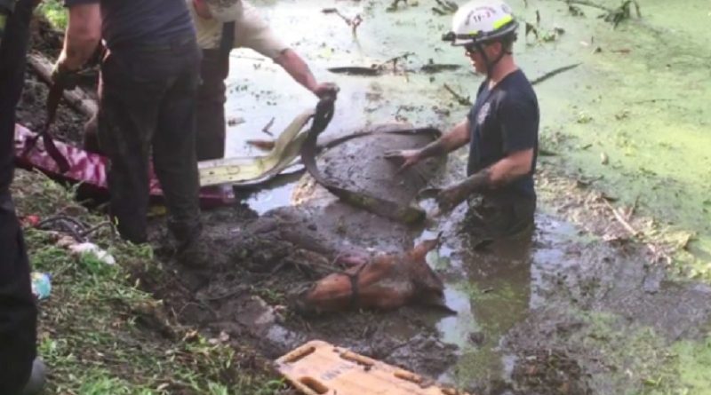 Firefighters Rescue 25-Year-Old Distressed Horse