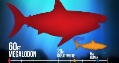 Living Megalodon