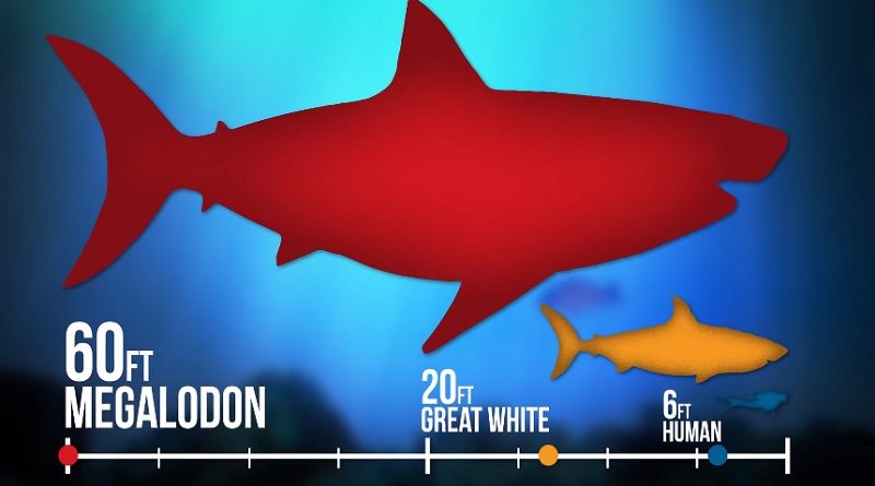 Living Megalodon