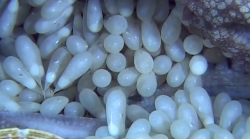 octopus eggs