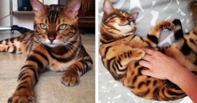 bengal cat