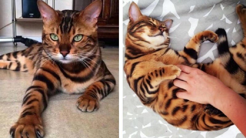 bengal cat