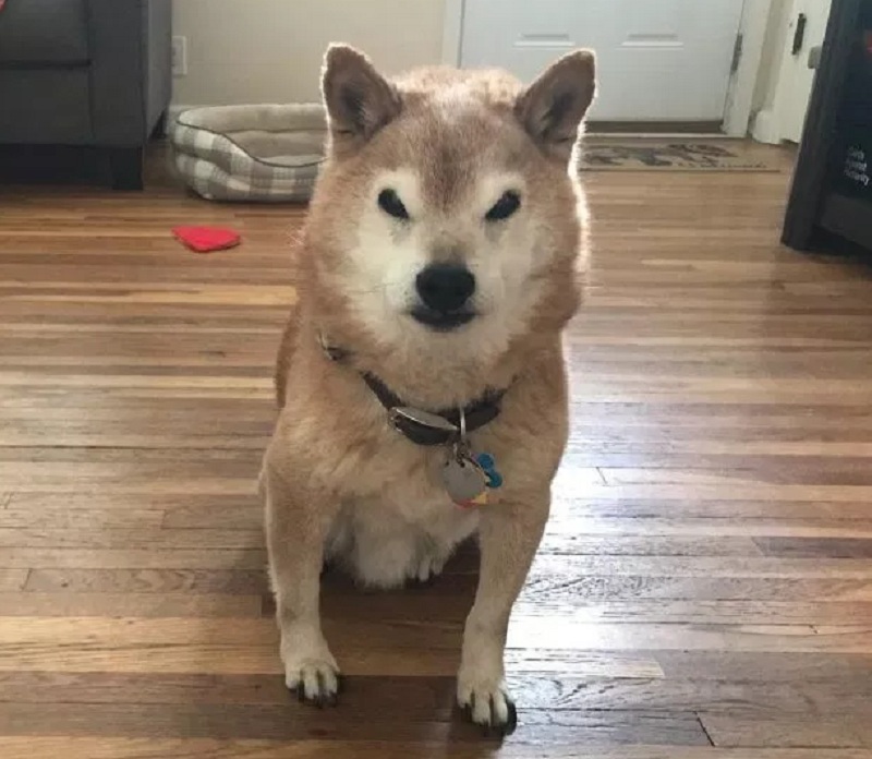 Shiba Inu